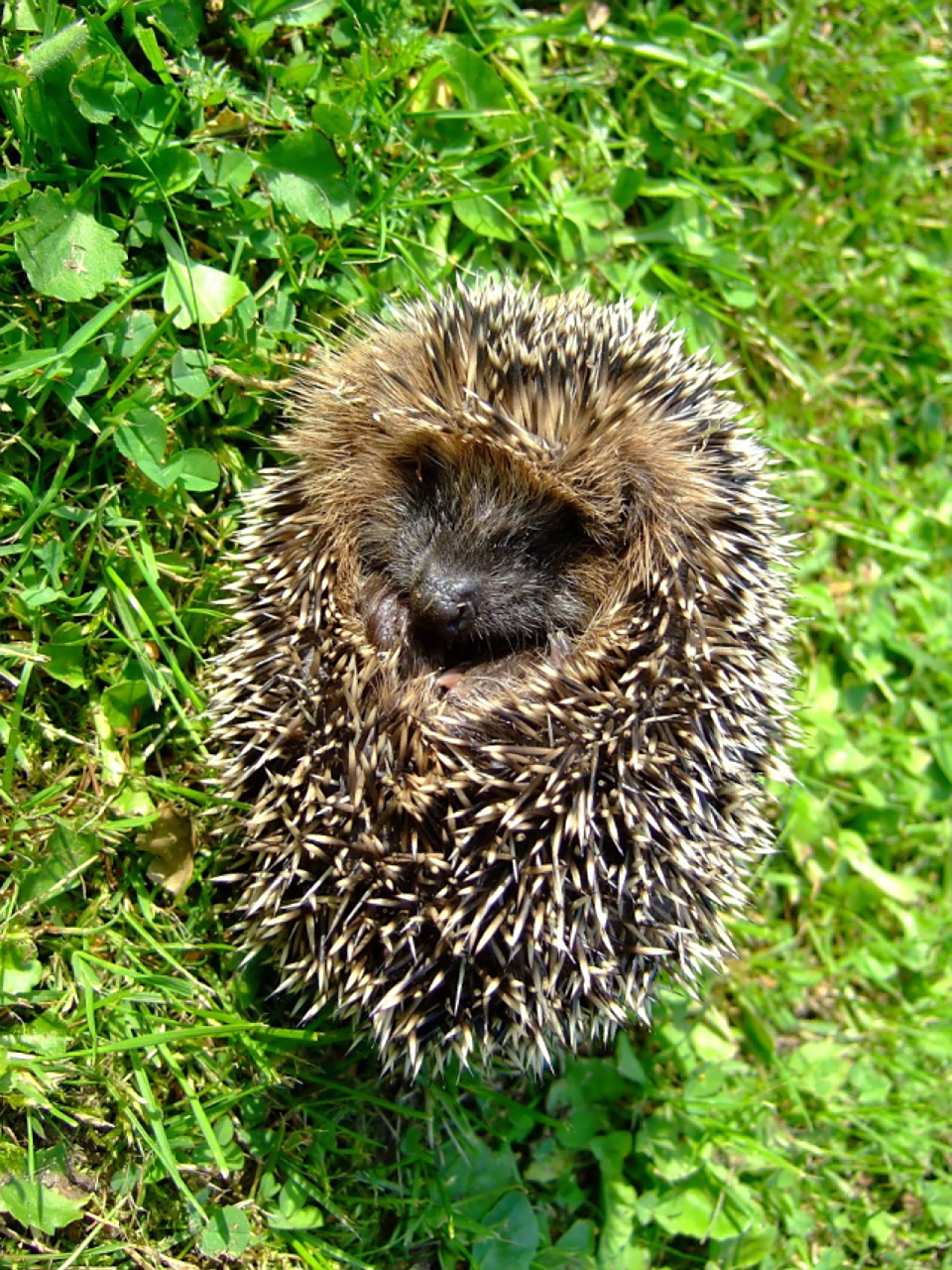 勇獾队客场扳回一局,斗志高昂追赶对手 勇獾队客场扳回一局,斗志高昂追赶对手